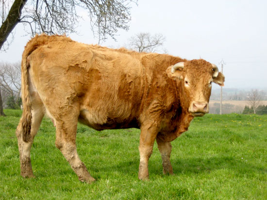 cow, France